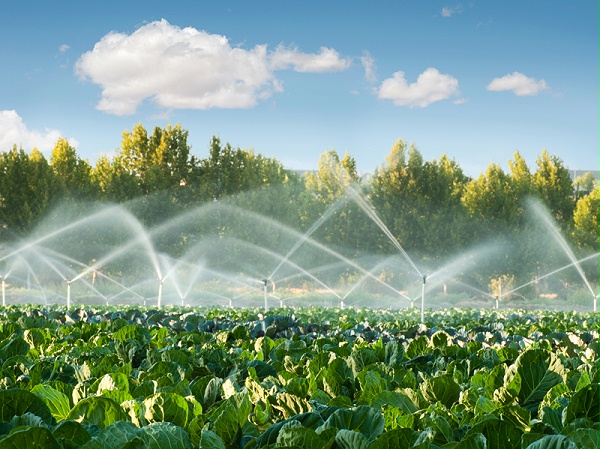 觅知网_绿色蔬菜园中的灌溉系统_1523701